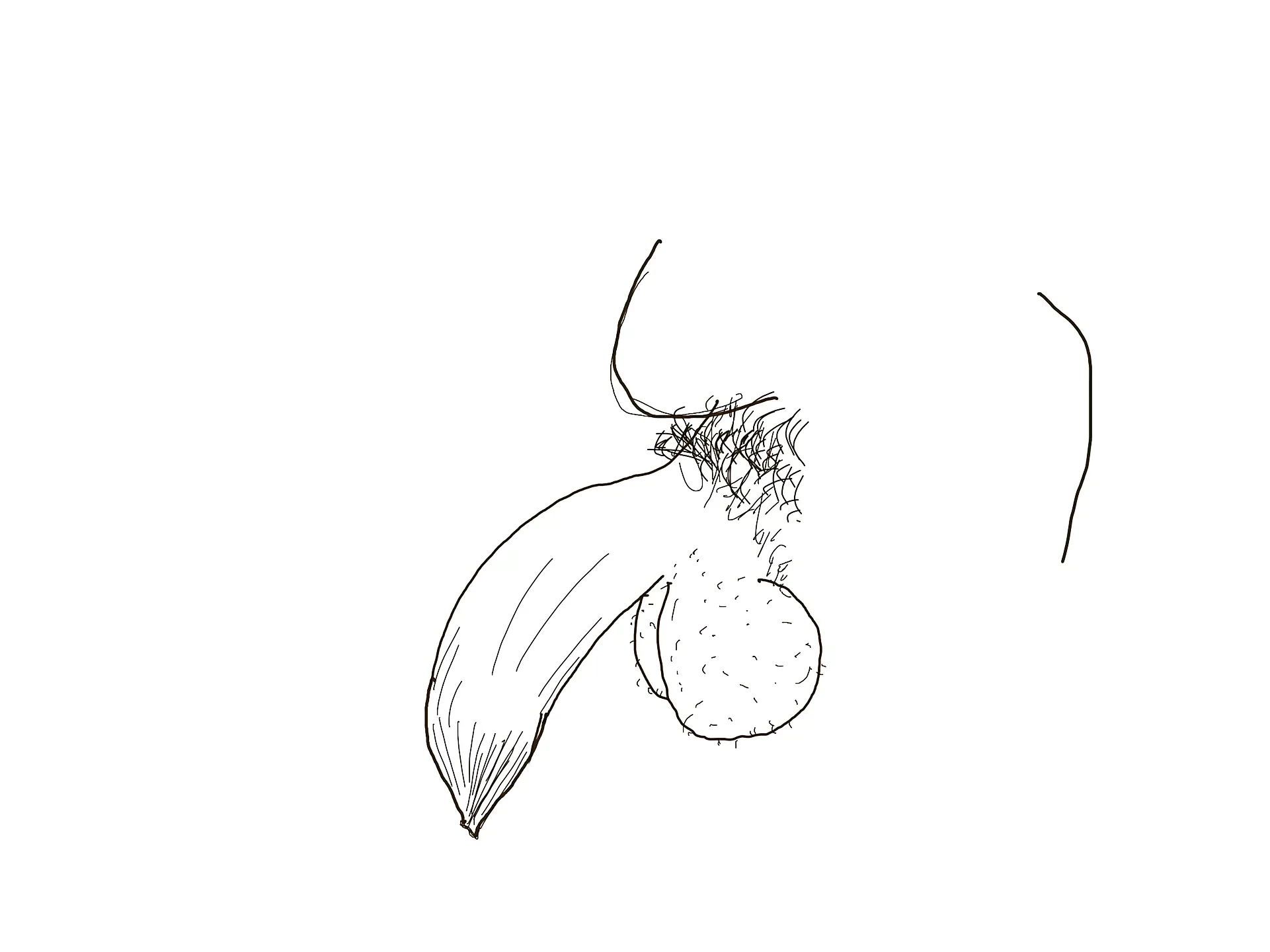 Lets draw a big black uncircumcised cock