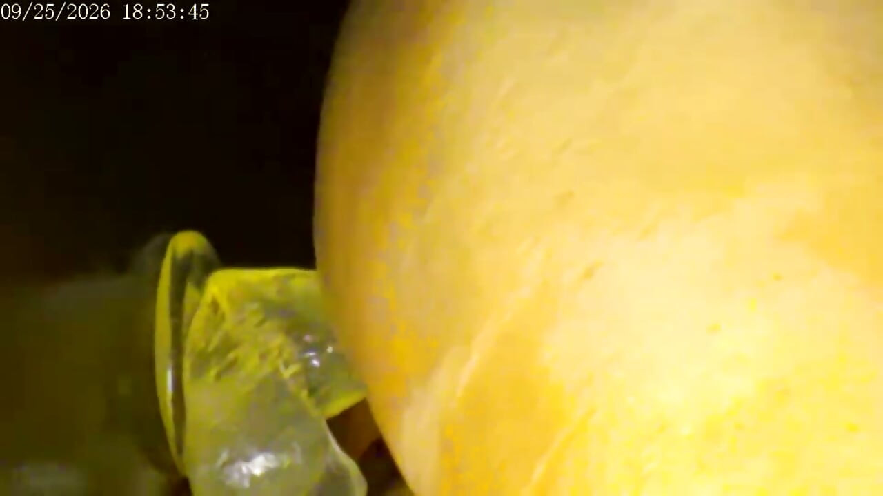 9-25-26 Cam 2 Compilation Friday Friends Day Toy Ride Thank You for Driving My Ranking and Revenue Love to You All.