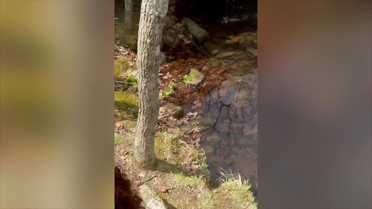 Homemade Amateur Couple Blowjob & Fucking Outdoor Compilation: Nature Sex with Creampie
