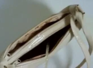 Pee in white leather handbag