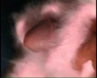 angora4