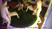 Pregled videozapisa