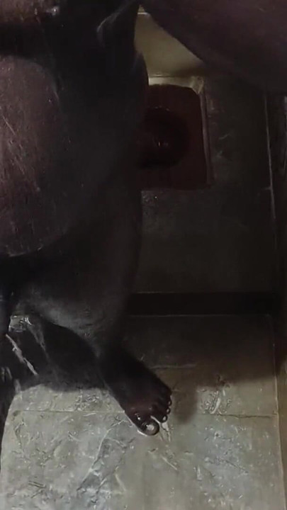 Thrilling moment from "shower bathing and handjob cum"