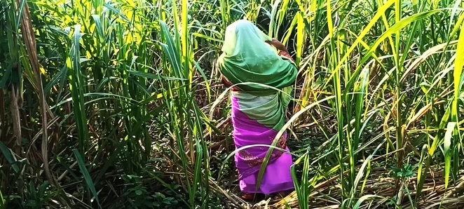 Husband's friend went to meet the new daughter-in-law in the sugarcane field.  Daughter-in-law was to fuck by a friend..