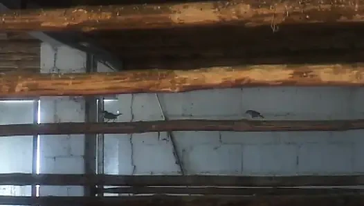 Anal Luxury (full Porn Movie)