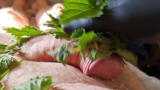 Cock Dick and balls massaged, kneaded and burned with stinging nettle leaves