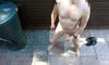 Pregled videozapisa