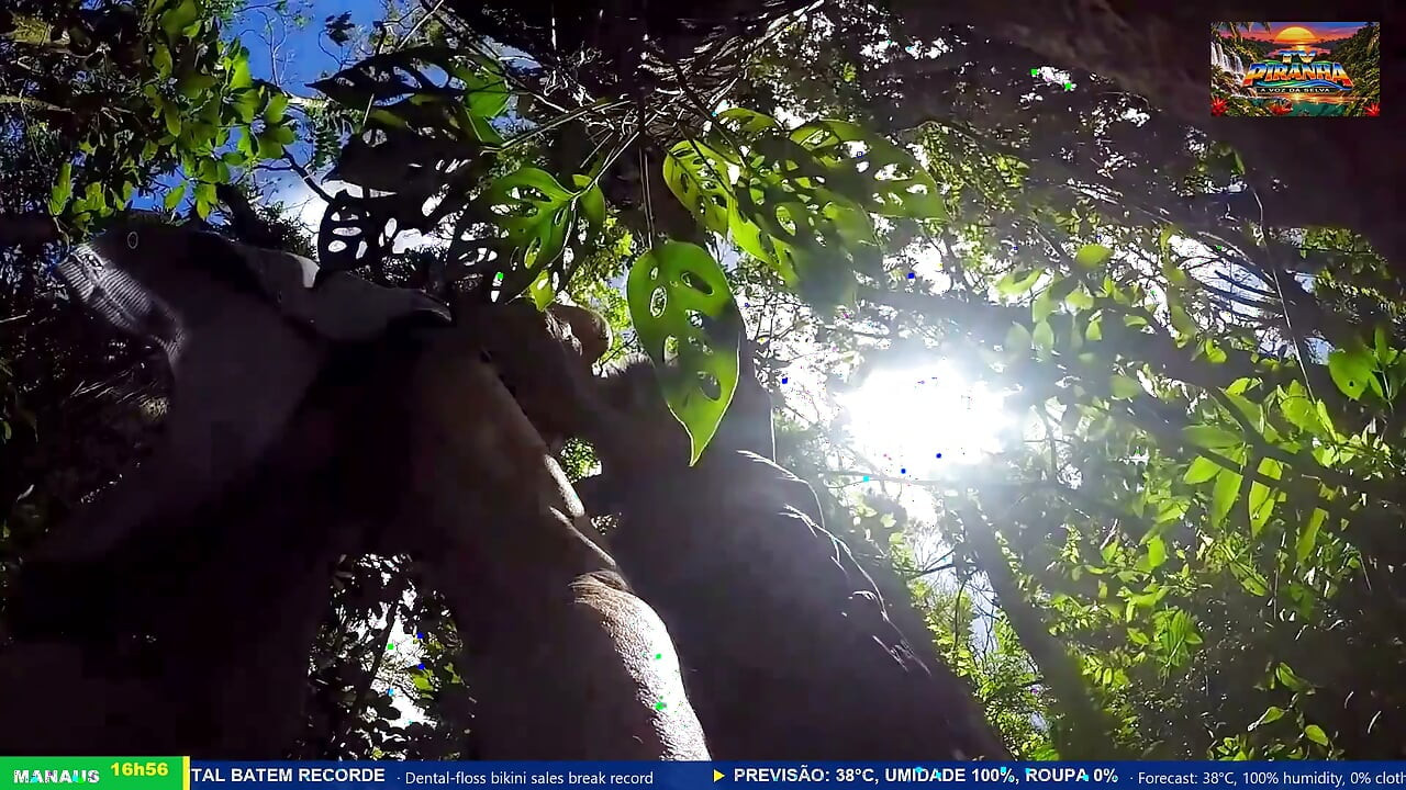 Brazilian Jungle TV Keeps Interrupting a Real Mature Couple