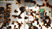 Previzualizare clip video