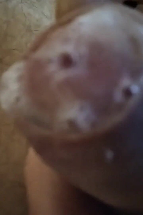 Stepdaddy's Stepson Masturbates His Big Fat Cock in Front of His Precious Aquarium!