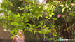 Pratinjau video