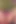 Seksi kiracı götüyle kira ödüyor