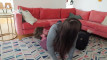 Video ön izlemesi
