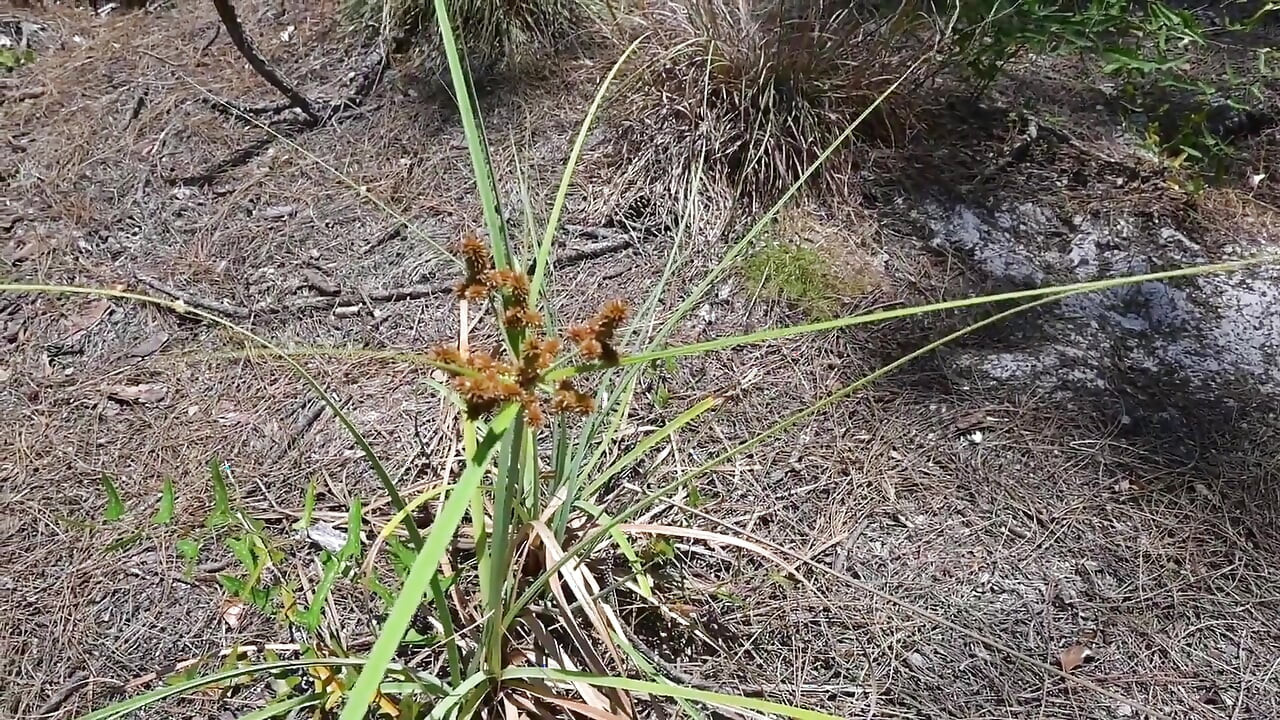 טיול טבע ואוננות על השביל