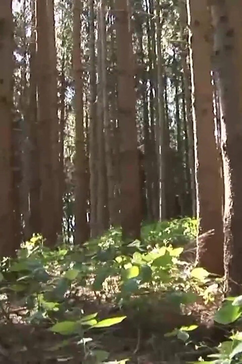 Couple of exhibitionists fucking in the woods