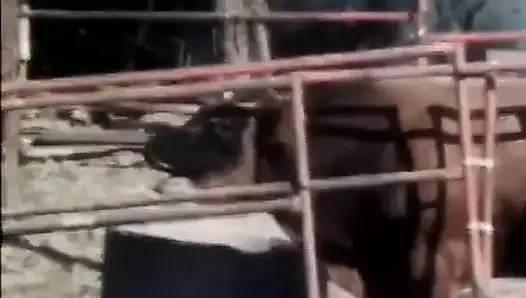 Классические порно DVD: Наездница выходного дня: часть 2