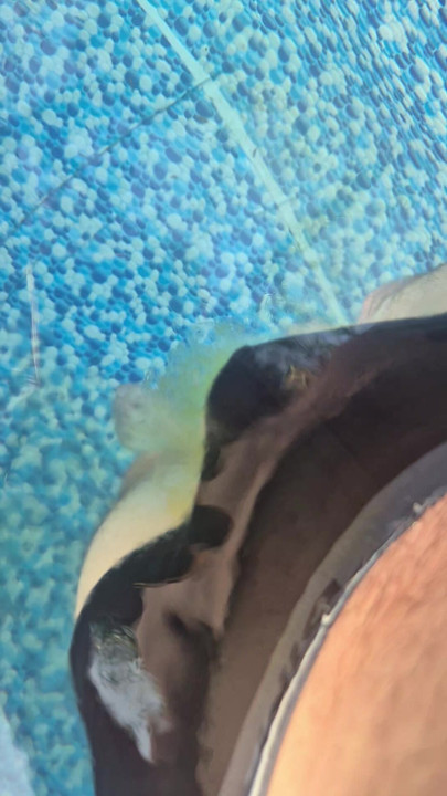 Me pissing in the neighbor's swiming pool when she's not at home