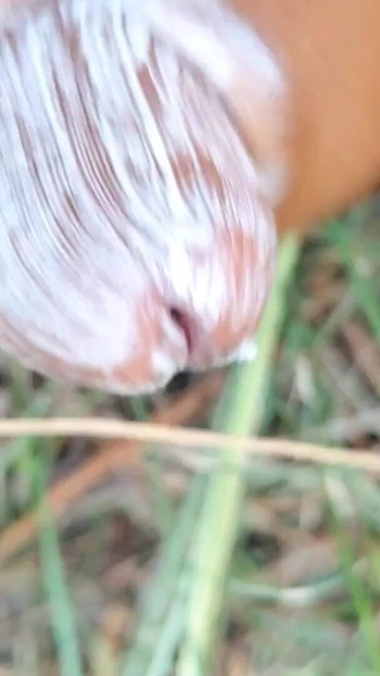 Stunning moment from "Masturbation pt2 Satisfying Orgasm Indian boy masturbating in the jungle  with SHAMPOO"