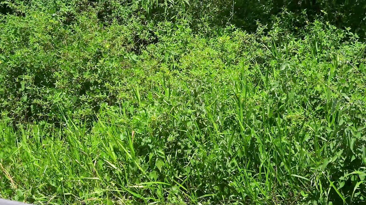 Bts promenade dans la nature et masturbation sur le sentier