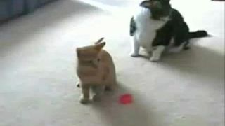 Cat Vs Laser Pointer!