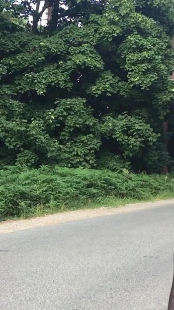 Key moment from "Crossdresser Tranny Outdoors Pissing Compilation 1"