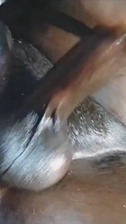 Wanking My Black Cock Huge Loud Moaning Cumshot