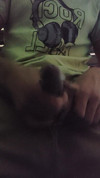 Pregled videozapisa