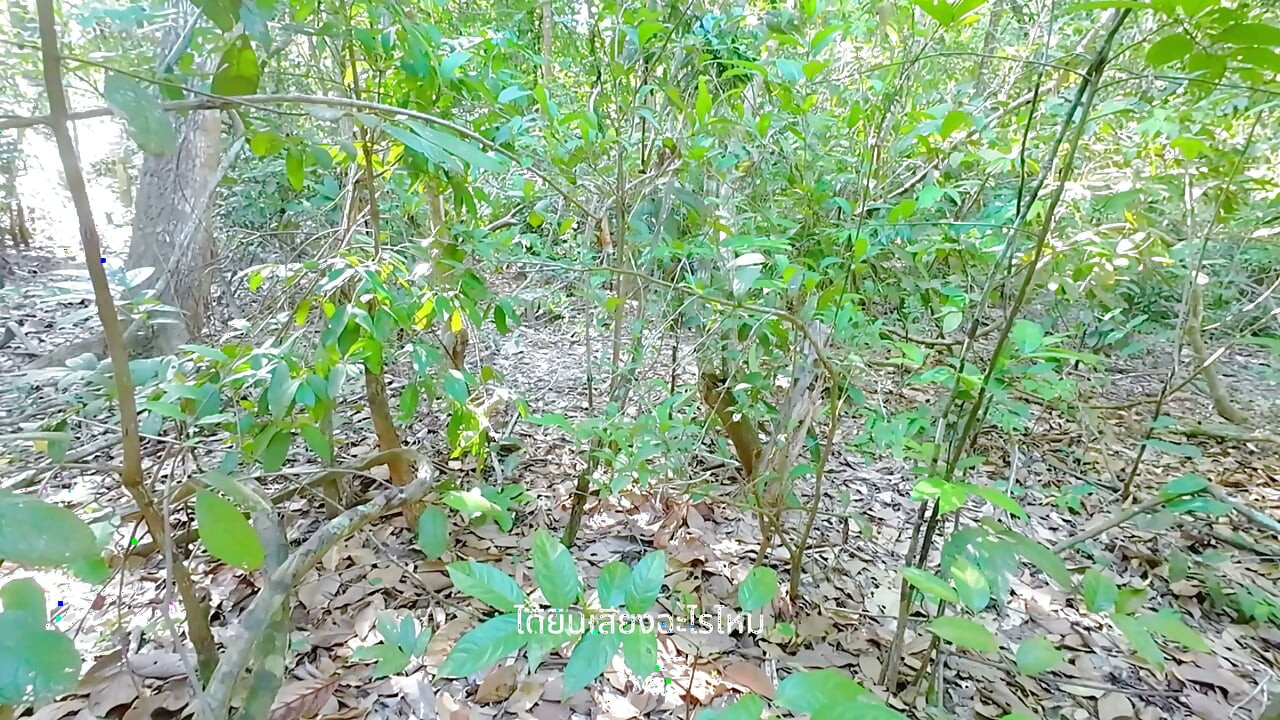 Thai Girl Outdoor Solo - Aventură în pădure 4K