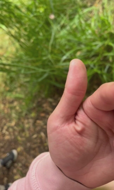 Cock in the woods