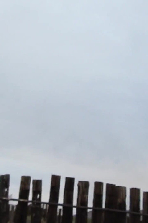 Desert Cow Pen Cum 3