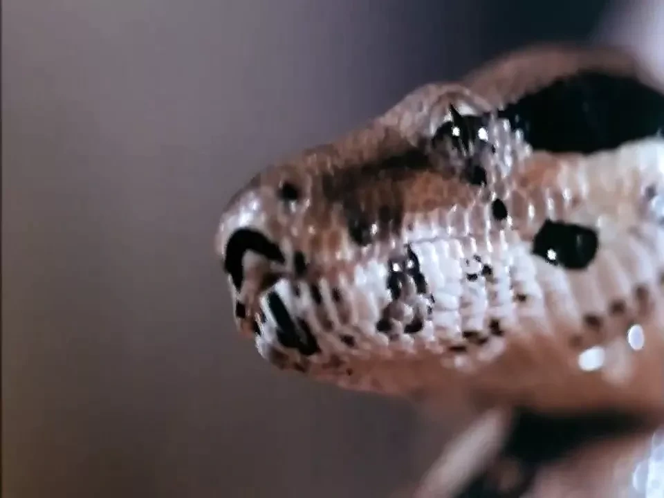 琼斯小姐中魔鬼的最佳部分