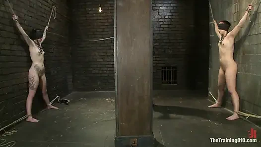 Final Exam-muscles dan Sparky