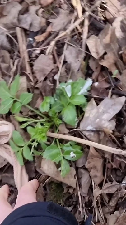 Key moment from "Stranger Thong out of the forest covered in 20+ Loads"