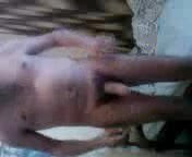 cock
