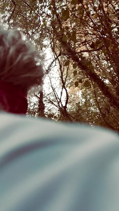In the Woods Again