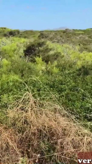Iconic moment from "German anal tranny date outdoor on holiday in Mallorca"