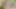 Dövmeli travesti Maira Dimov götünde sikiş makinesi çalıştırıyor