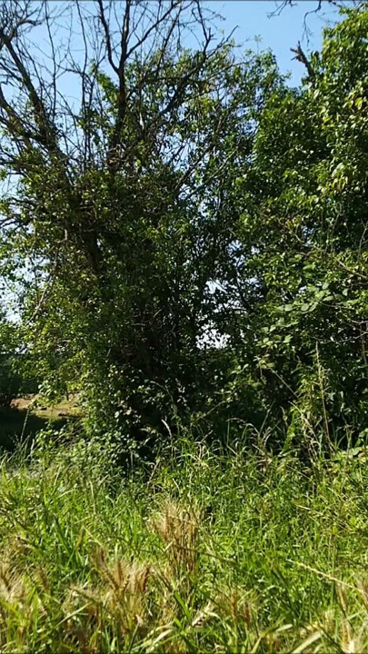 I show off along a road. It excites me so much that I jerk off until I have a big ejaculation | Clip 1