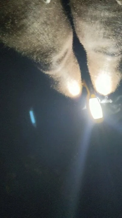 A sub in the woods
