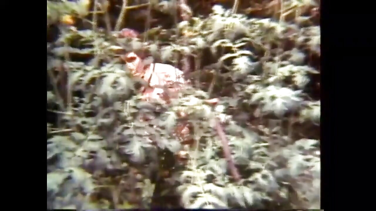 Porno efsanesi- "ABD 1969, başlangıç - sahne 14"