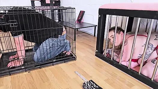 Игра с домашним животным и!