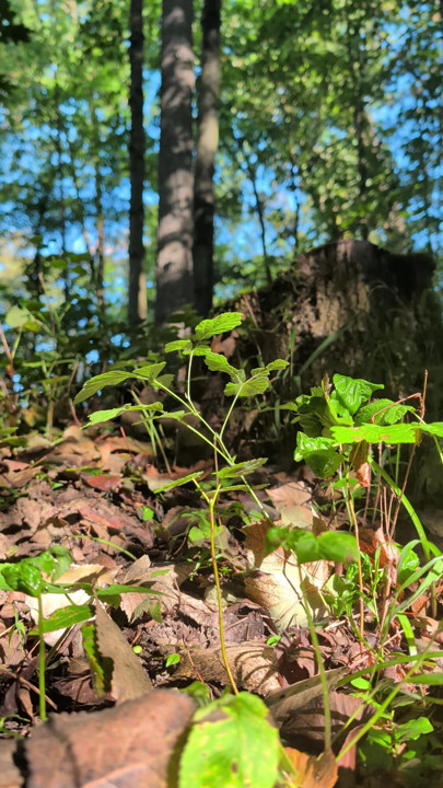 Big anal plug makes my asshole gape in the sunny woods