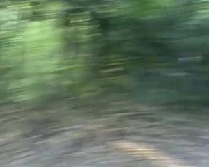 algaycho jo in the wood