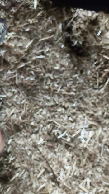 Emotivni trenutak iz "18-godišnjeg mladog seoskog dječaka koji. Indijski dečko Video žestokog jebanja. 4k porno videoDrkanje"