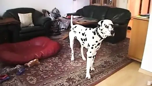 Gadis imut membentuk bentuk masturbasi untuk mengisap kontol