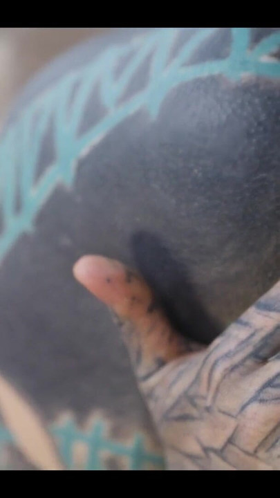 Inked Hippie's Solo Dildo Asshole Play | Clip 1