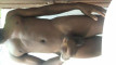 Pregled videozapisa