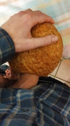 Pregled videozapisa