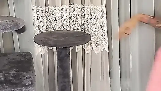 Stuck Shiloh : Cathouse Edition