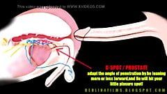 Anatomia shemale